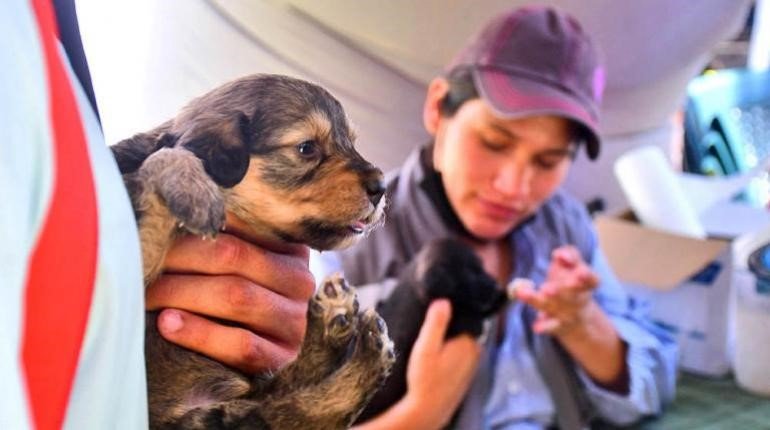 Abandono de cachorros en Cochabamba