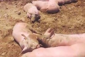 Muerte de cerdos en bloqueo de Parotani