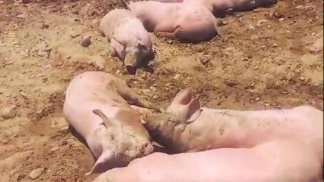 Muerte de cerdos en bloqueo de Parotani