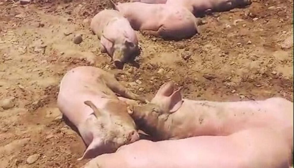 Muerte de cerdos en bloqueo de Parotani