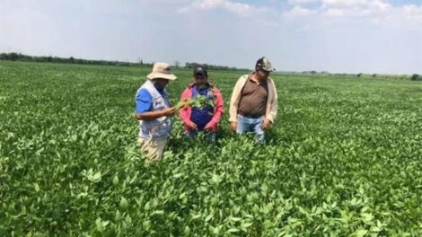 La CEPB celebra la aprobación de OGM Soya Intacta como crucial