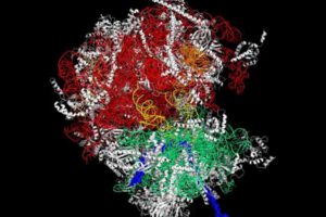 Cáncer y ribosomas: descubrimiento sobre la invisibilidad celular