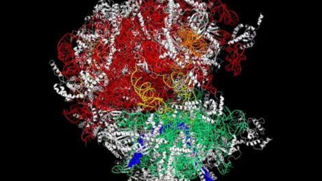 Cáncer y ribosomas: descubrimiento sobre la invisibilidad celular