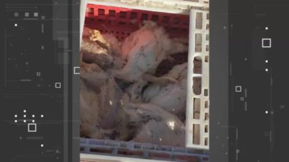 bloqueos en Mizque afectan a la producción avícola