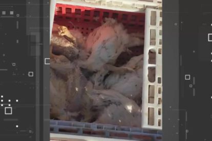 bloqueos en Mizque afectan a la producción avícola