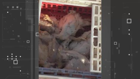 bloqueos en Mizque afectan a la producción avícola