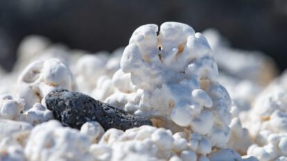 Algas coralinas y cambio climático en la lucha contra el calentamiento global