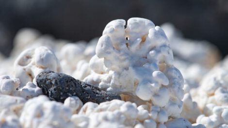 Algas coralinas y cambio climático en la lucha contra el calentamiento global