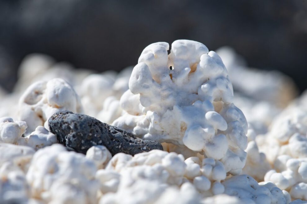 Algas coralinas y cambio climático en la lucha contra el calentamiento global