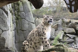 Día del Leopardo de las Nieves en el Tierpark de Berlín