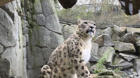 Día del Leopardo de las Nieves en el Tierpark de Berlín