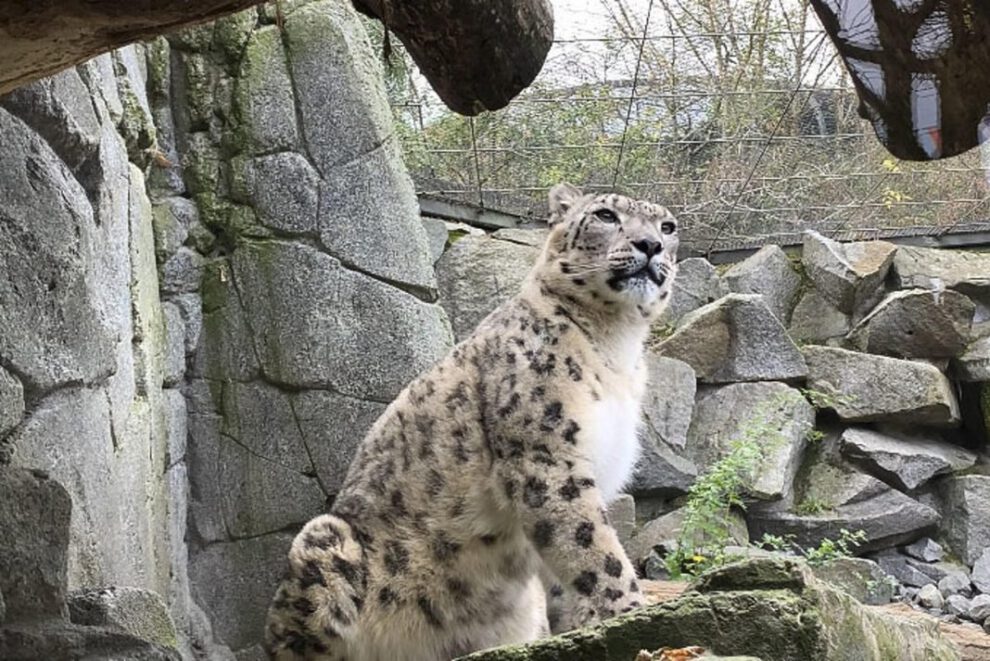Día del Leopardo de las Nieves en el Tierpark de Berlín