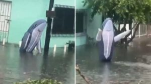 Inundaciones en Veracruz con un hombre disfrazado de tiburón