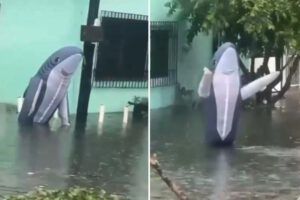 Inundaciones en Veracruz con un hombre disfrazado de tiburón