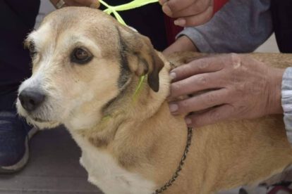 Campaña de vacunación antirrábica canina en Oruro