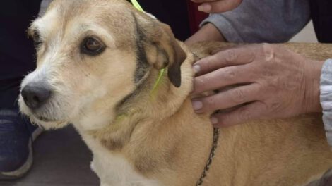 Campaña de vacunación antirrábica canina en Oruro