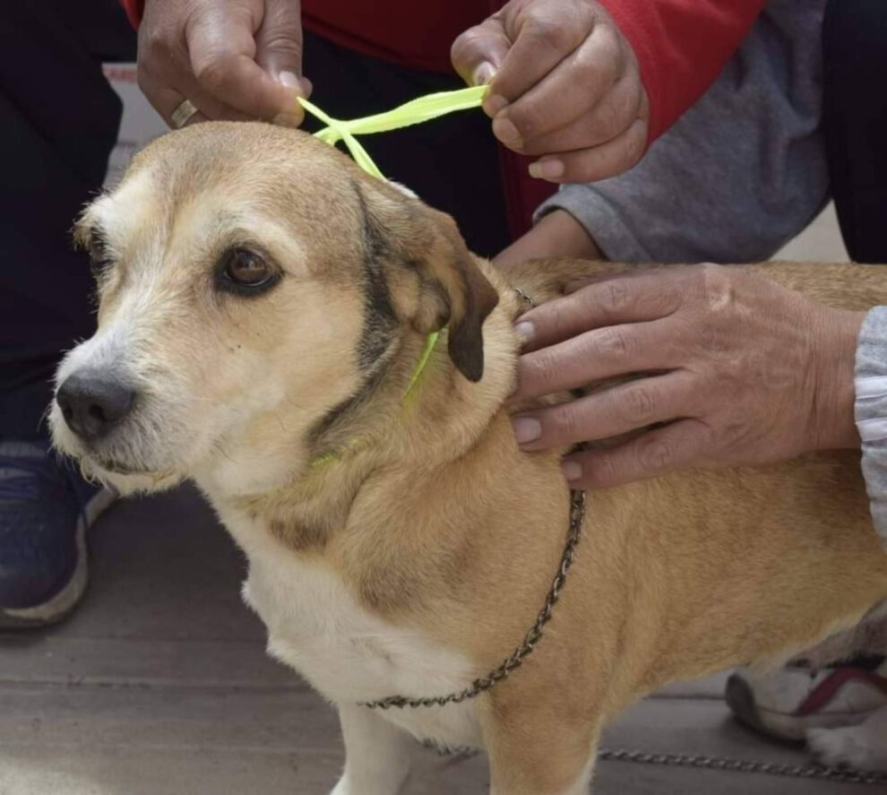 Campaña de vacunación antirrábica canina en Oruro