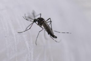 Mosquitos estériles en Argentina para combatir dengue, zika y chikungunya