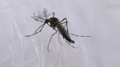 Mosquitos estériles en Argentina para combatir dengue, zika y chikungunya
