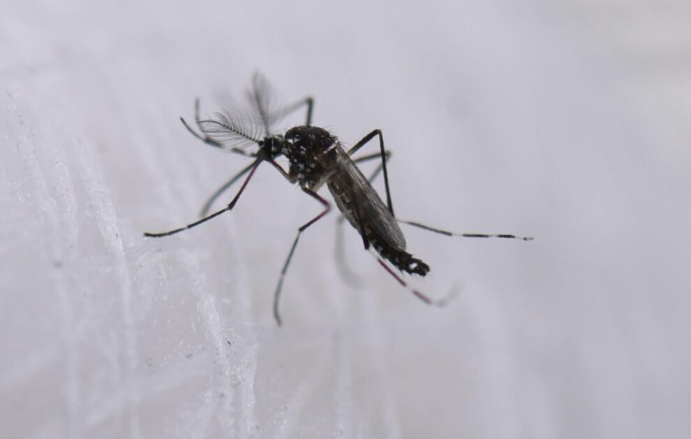 Mosquitos estériles en Argentina para combatir dengue, zika y chikungunya