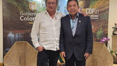 cultivos de coca en economías lícitas