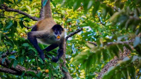 Consumo de etanol en animales salvajes