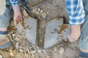 renacuajo más antiguo descubierto