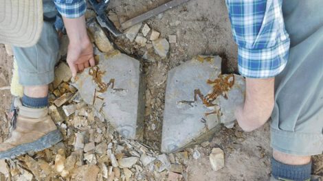 renacuajo más antiguo descubierto