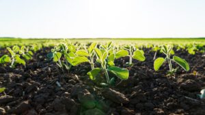 tecnología HB4 en soya para mitigar pérdidas por sequía