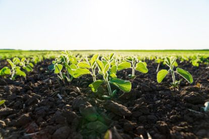 tecnología HB4 en soya para mitigar pérdidas por sequía