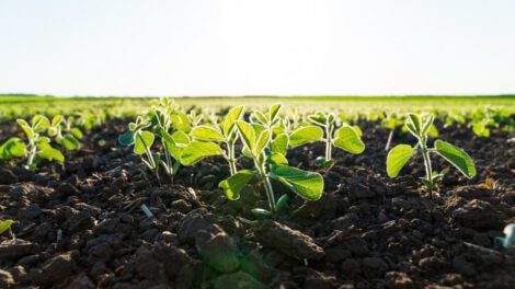tecnología HB4 en soya para mitigar pérdidas por sequía