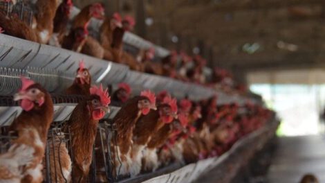 bloqueo avícola en Bolivia