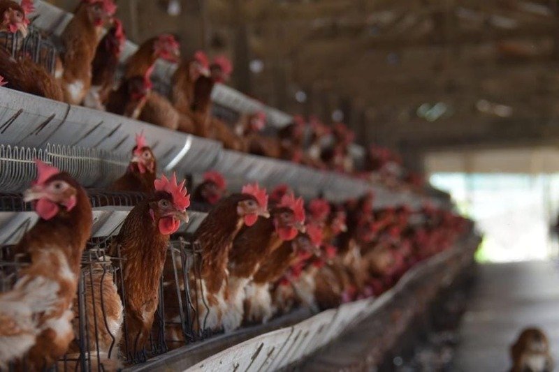 bloqueo avícola en Bolivia