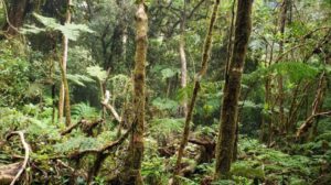 Síndrome del bosque vacío y su impacto en la biodiversidad