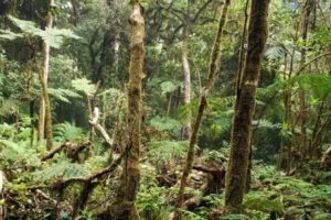 Síndrome del bosque vacío y su impacto en la biodiversidad