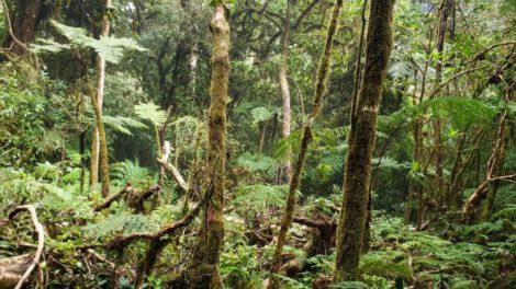 Síndrome del bosque vacío y su impacto en la biodiversidad