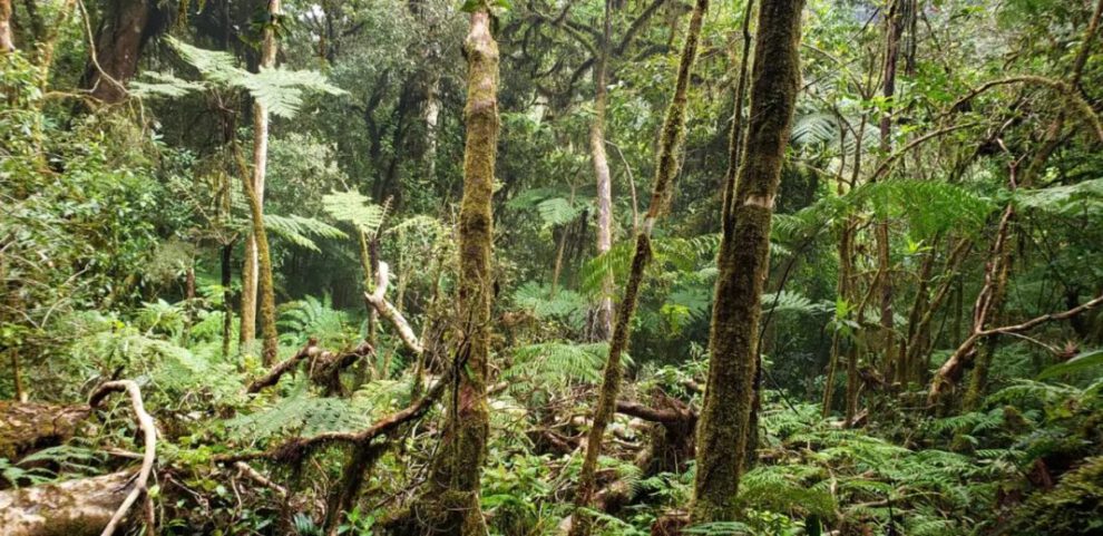 Síndrome del bosque vacío y su impacto en la biodiversidad