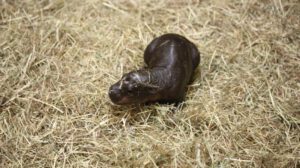 Cría de hipopótamo pigmeo en el zoológico de Edimburgo