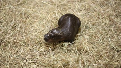 Cría de hipopótamo pigmeo en el zoológico de Edimburgo