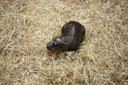 Cría de hipopótamo pigmeo en el zoológico de Edimburgo