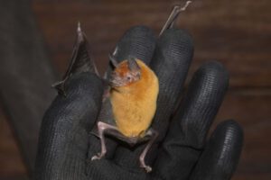 Reserva Natural Bojonawi como santuario para murciélagos en Colombia