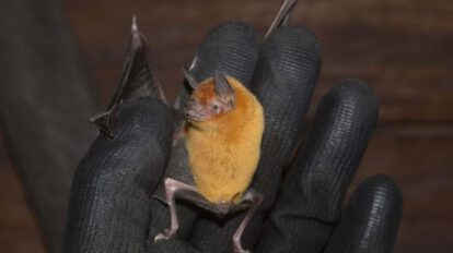 Reserva Natural Bojonawi como santuario para murciélagos en Colombia