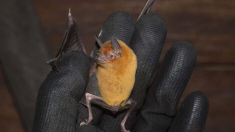Reserva Natural Bojonawi como santuario para murciélagos en Colombia