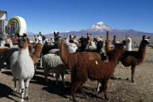 Incremento de la carne de llama en Oruro