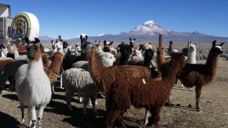 Incremento de la carne de llama en Oruro