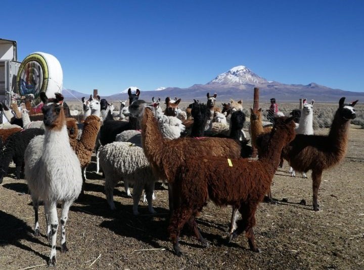 Incremento de la carne de llama en Oruro