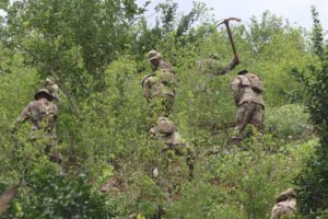 Cultivos de coca en Bolivia