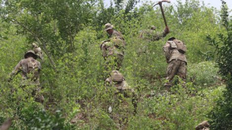 Cultivos de coca en Bolivia