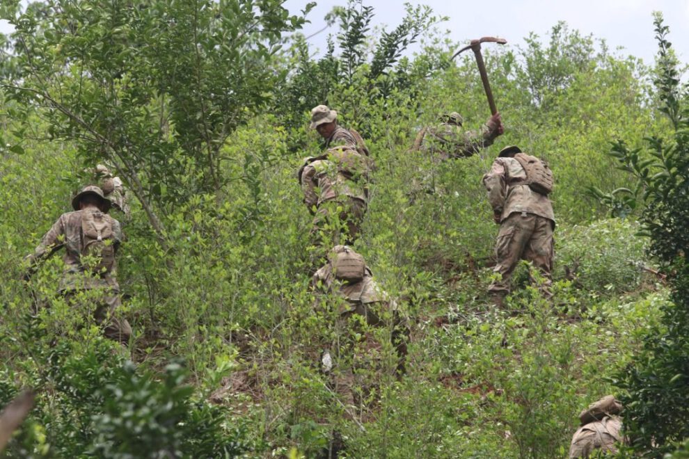 Cultivos de coca en Bolivia