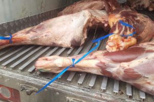 carne en descomposición encontrada en un vehículo
